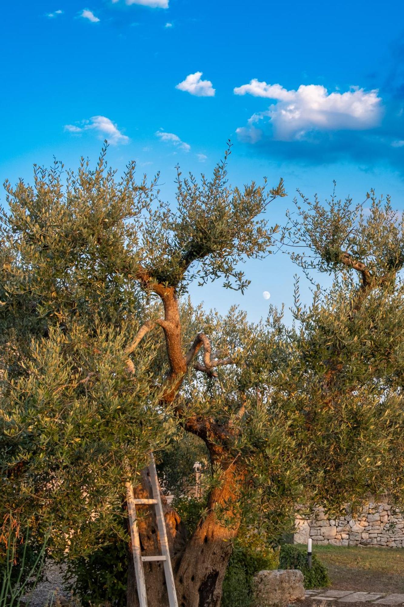 Trulli Paparale Alberobello Bagian luar foto